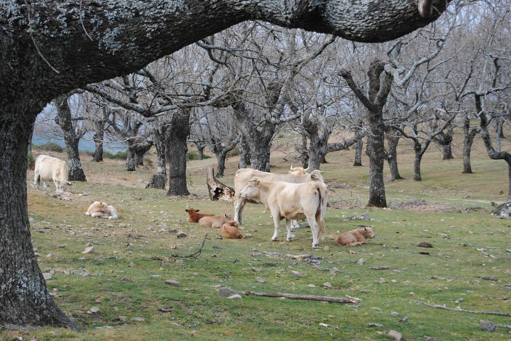 Casa Rural Romanejo Cabezabellosa 外观 照片