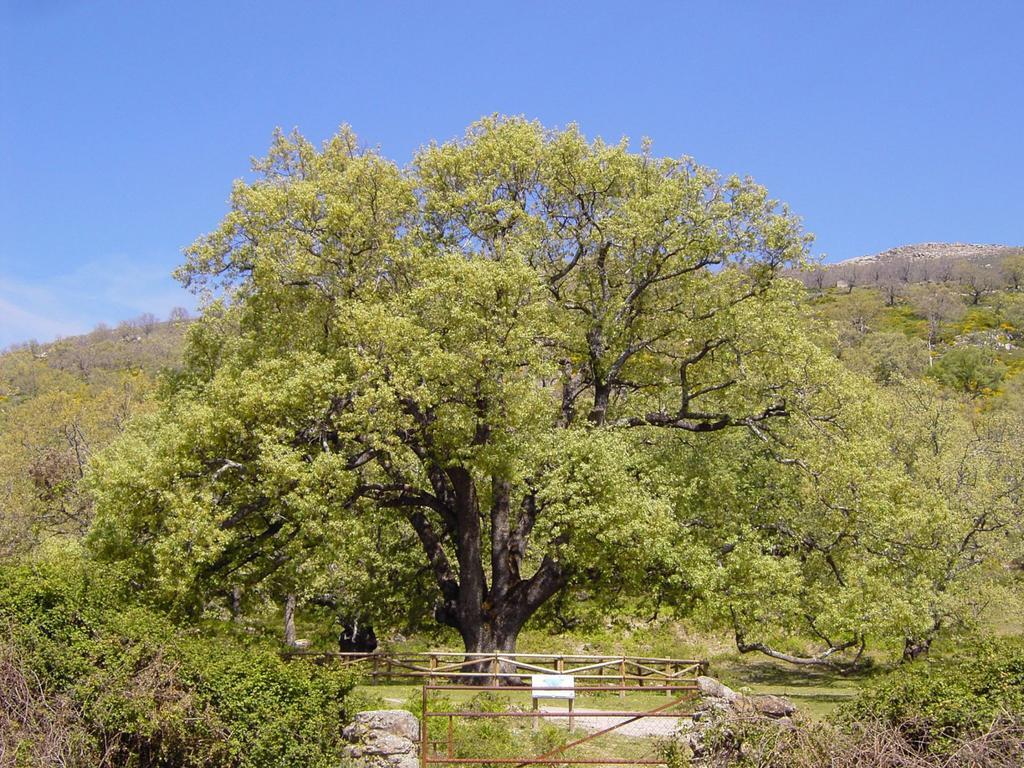 Casa Rural Romanejo Cabezabellosa 外观 照片
